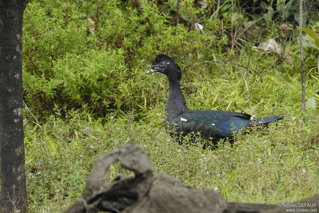 Canard musqué mâle adulte