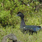 Canard musqué