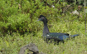 Muscovy Duck