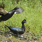 Canard musqué