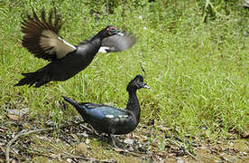 Muscovy Duck