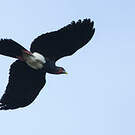 Caracara à gorge rouge