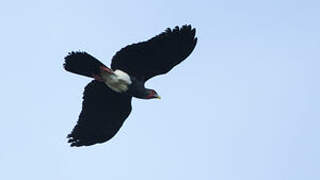 Red-throated Caracara