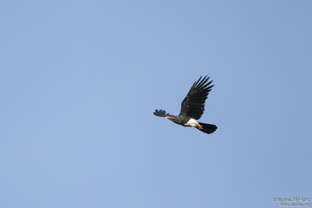 Red-throated Caracaraadult, Flight