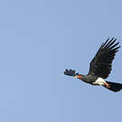 Caracara à gorge rouge