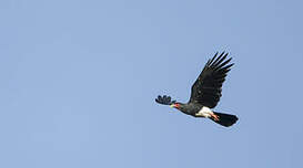 Caracara à gorge rouge