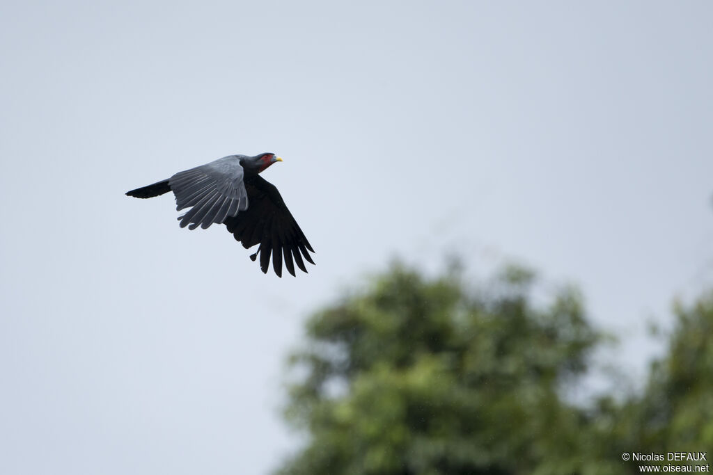 Caracara à gorge rouge, Vol