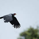 Caracara à gorge rouge