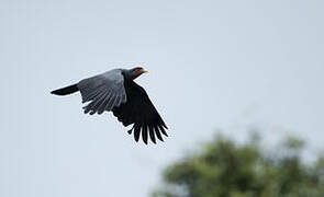 Red-throated Caracara