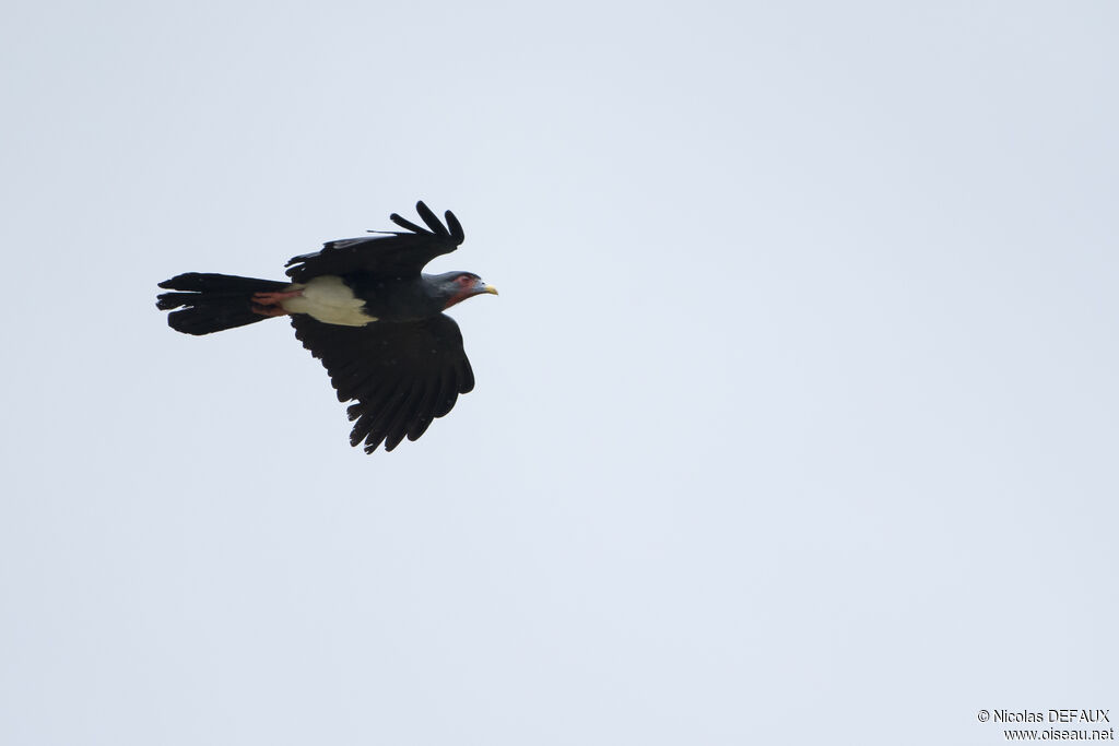 Red-throated Caracara, Flight