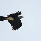 Caracara à gorge rouge