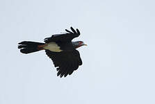 Caracara à gorge rouge