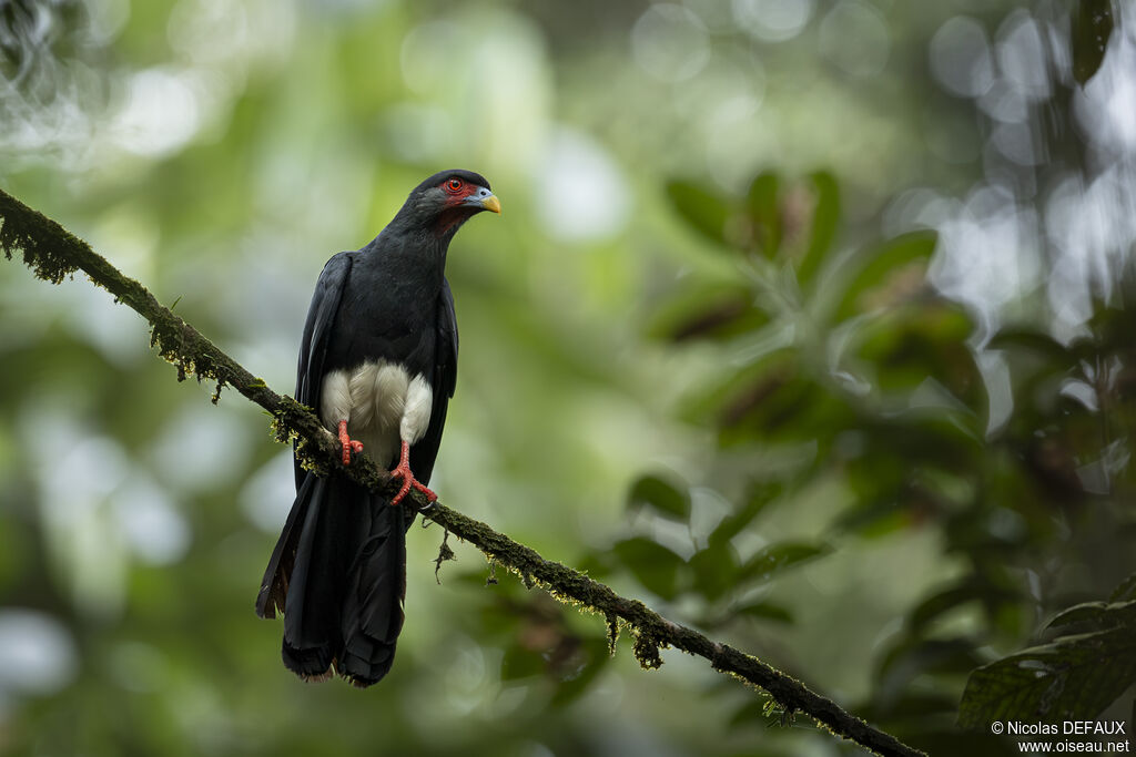 Red-throated Caracaraadult, close-up portrait