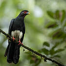Caracara à gorge rouge