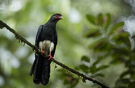 Red-throated Caracara