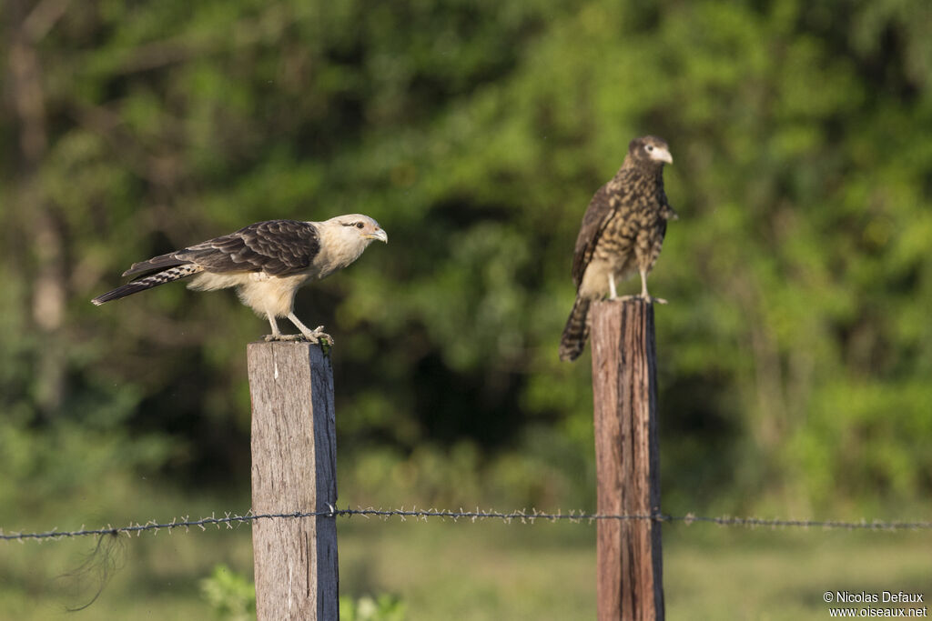 Caracara à tête jaune