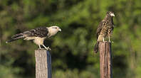 Caracara à tête jaune