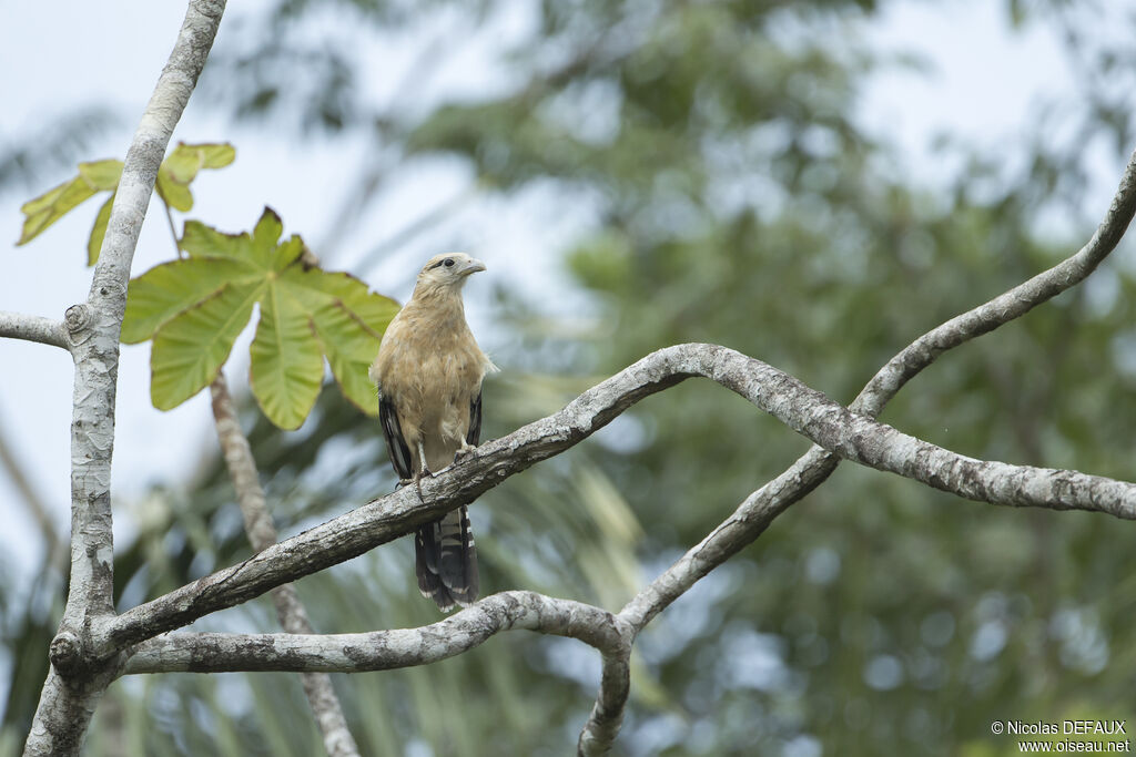 Caracara à tête jaune