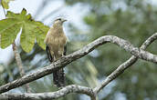 Caracara à tête jaune