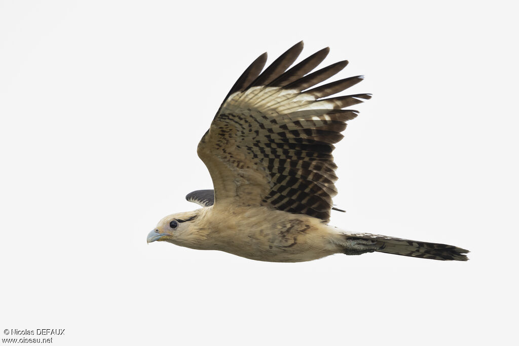 Caracara à tête jaune, Vol