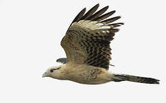 Caracara à tête jaune