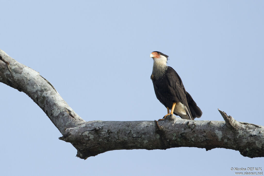 Northern Crested Caracara