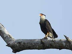 Northern Crested Caracara