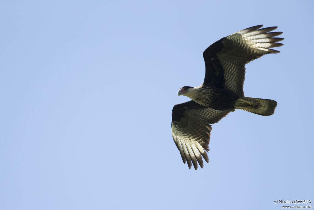 Crested Caracara (cheriway), Flight