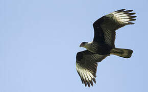 Crested Caracara (cheriway)