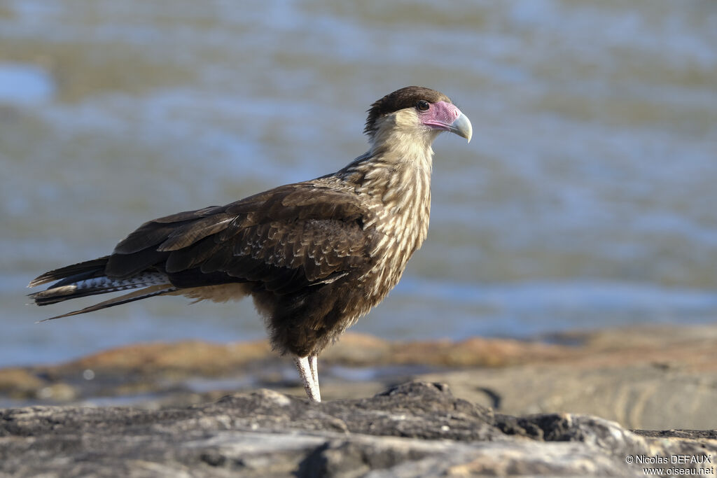 Crested Caracara (cheriway)juvenile