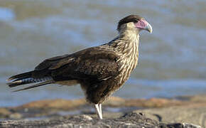 Crested Caracara (cheriway)