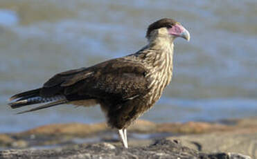 Caracara du Nord