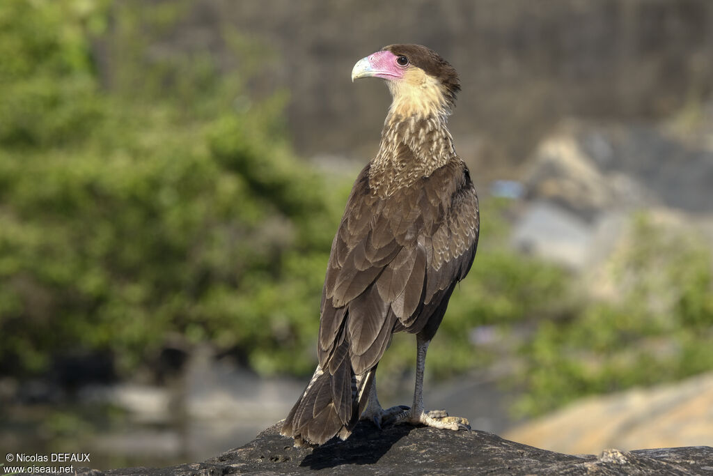 Crested Caracara (cheriway)juvenile