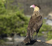 Caracara du Nord