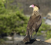 Crested Caracara (cheriway)