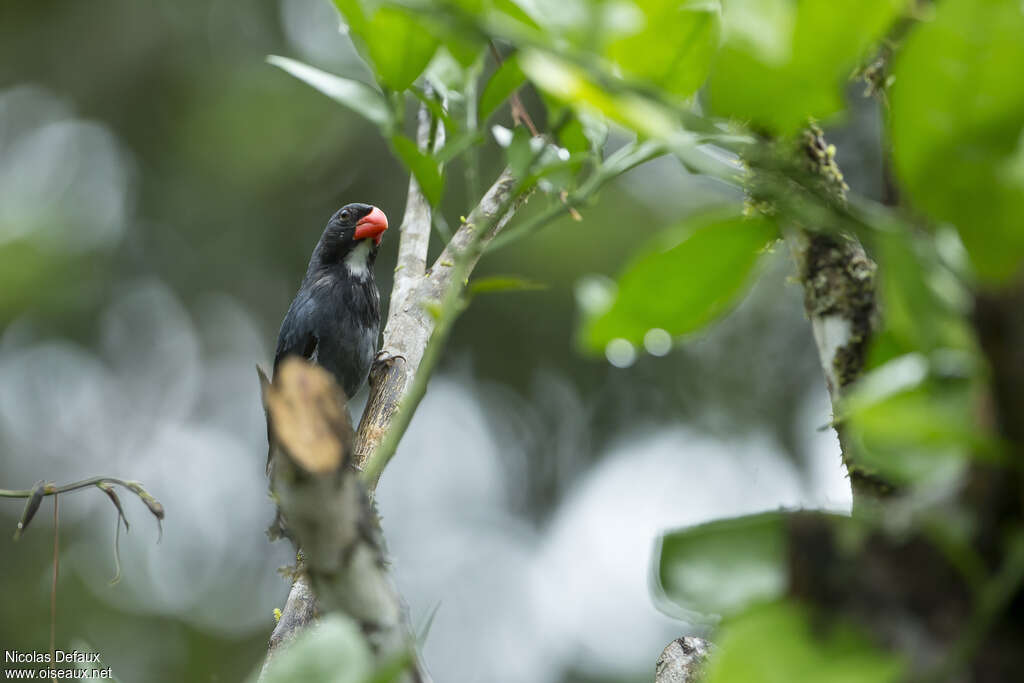 Slate-colored Grosbeak male adult, close-up portrait