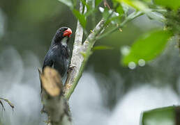 Slate-colored Grosbeak