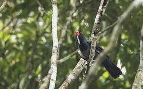 Slate-colored Grosbeak