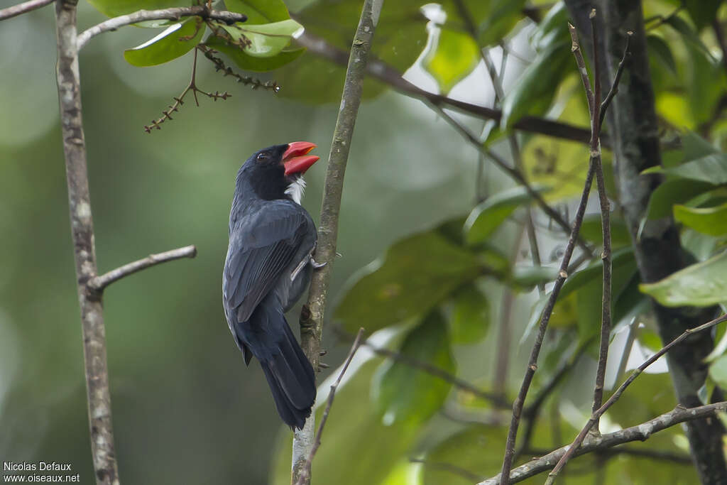 Slate-colored Grosbeak male adult, identification