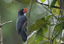 Slate-colored Grosbeak