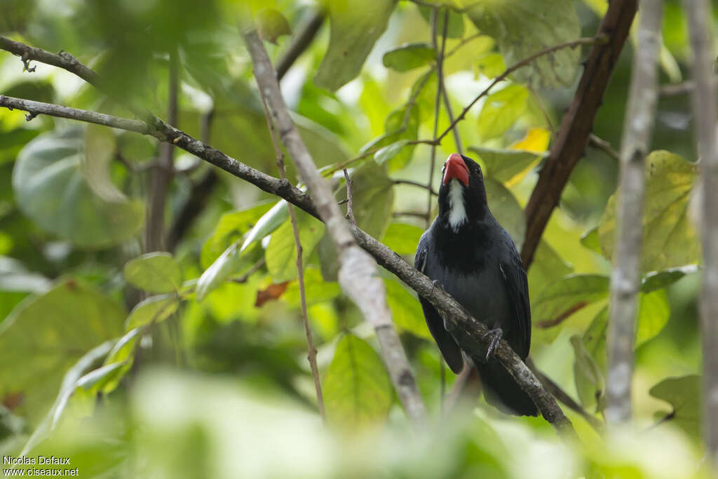 Slate-colored Grosbeak male adult, habitat, Behaviour