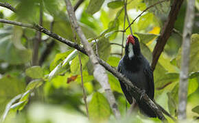 Slate-colored Grosbeak