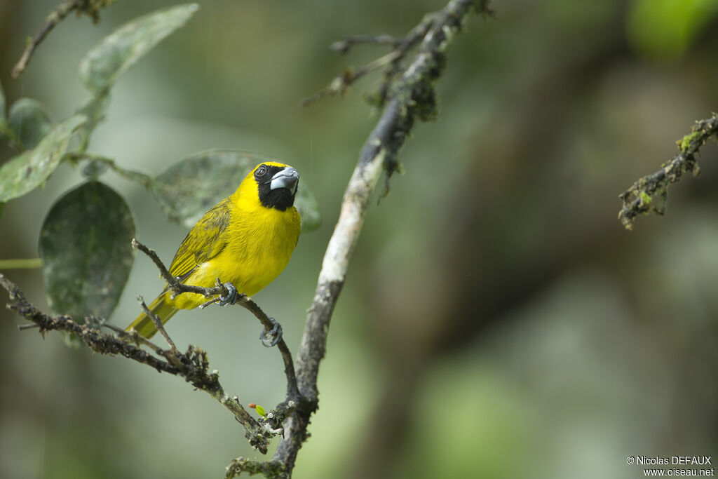 Yellow-green Grosbeak