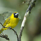 Cardinal flavert