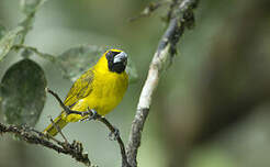 Cardinal flavert