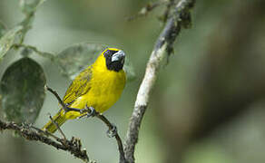 Yellow-green Grosbeak