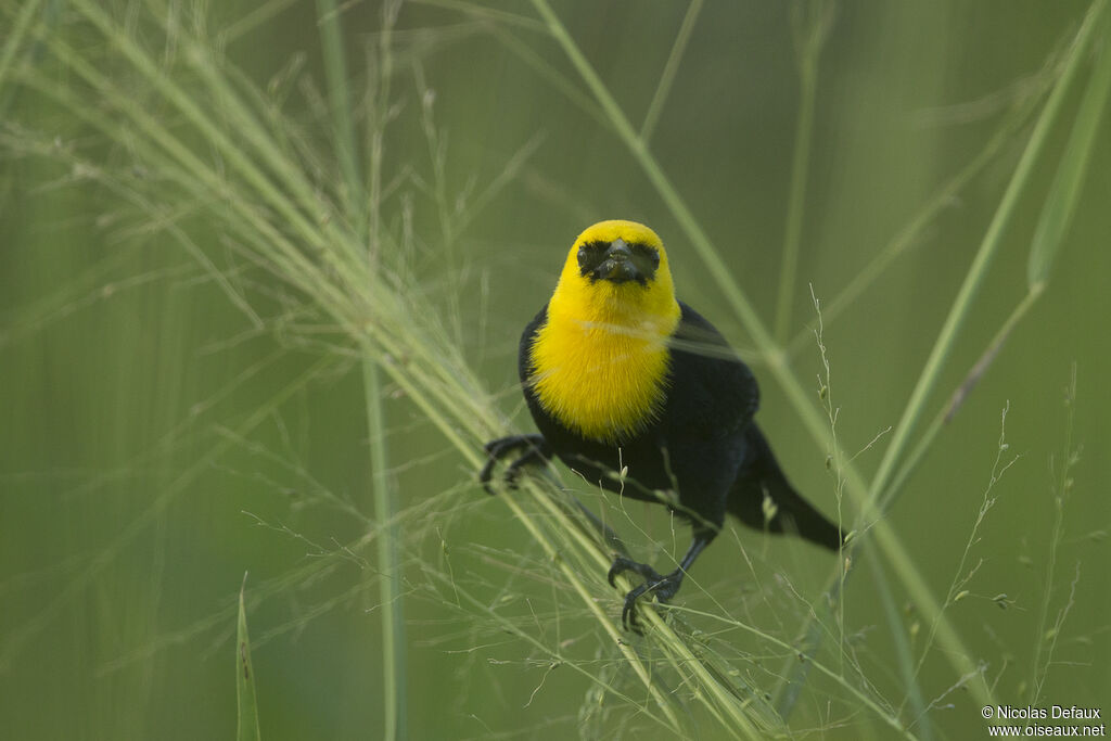 Yellow-hooded Blackbird