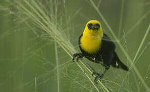 Yellow-hooded Blackbird