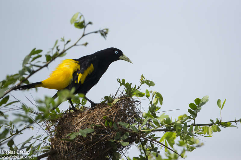 Yellow-rumped Caciqueadult, Reproduction-nesting