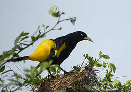 Yellow-rumped Cacique